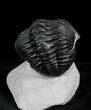 Large Phacops Trilobite - Great Eye Preservation #23952-5